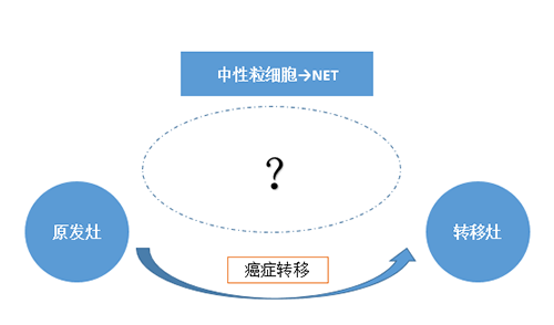 NET可能会通过某些方式“捕获”或“唤醒”癌细胞，从而造成癌细胞的迁移。