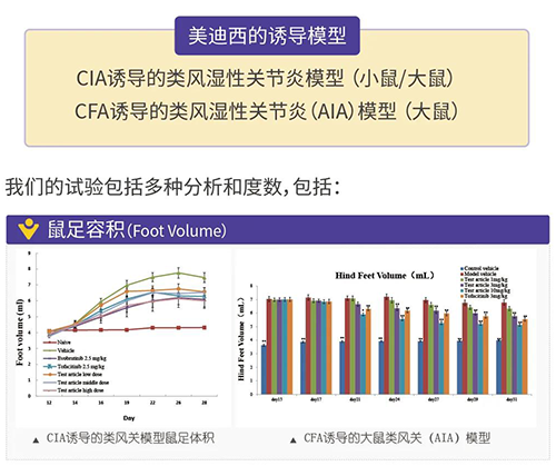 合乐HL8诱导的类风湿性关节炎模型