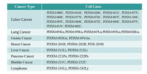 PDX小鼠肿瘤模型