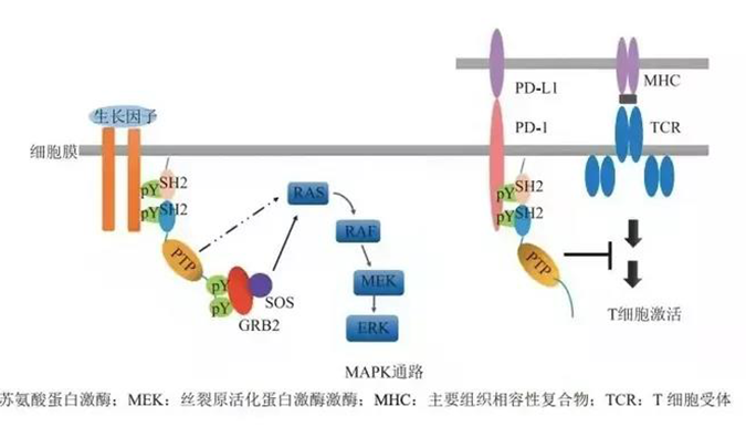 晚期恶性肿瘤患者的福音！合乐HL8助力凌达生物SHP2变构抑制剂RG001片获批临床