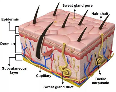 人体皮肤示意图.jpg