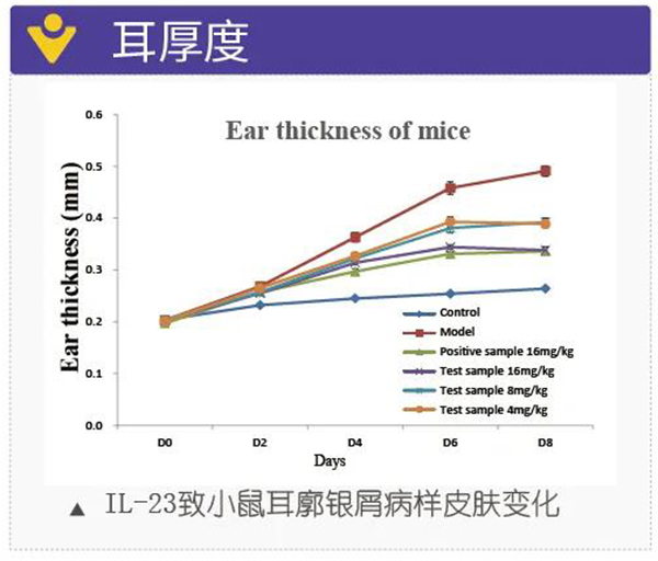 图6：耳厚度.jpg