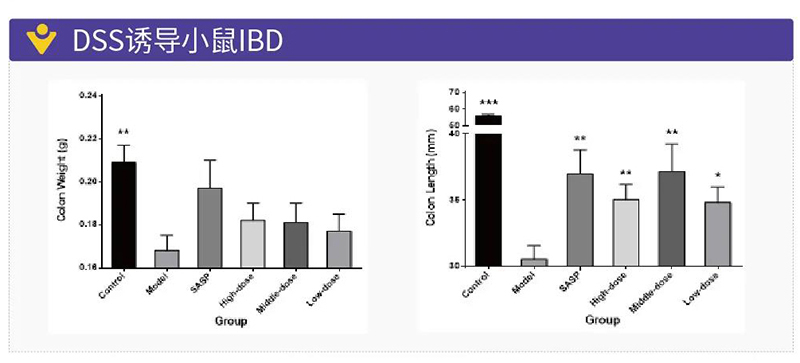 图16：DSS诱导小鼠IBD.jpg