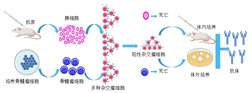 合乐HL8抗体开发平台.png