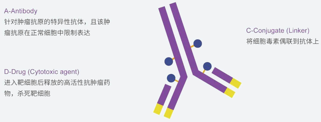 合乐HL8抗体药物偶联物（ADC）研发服务平台.jpg