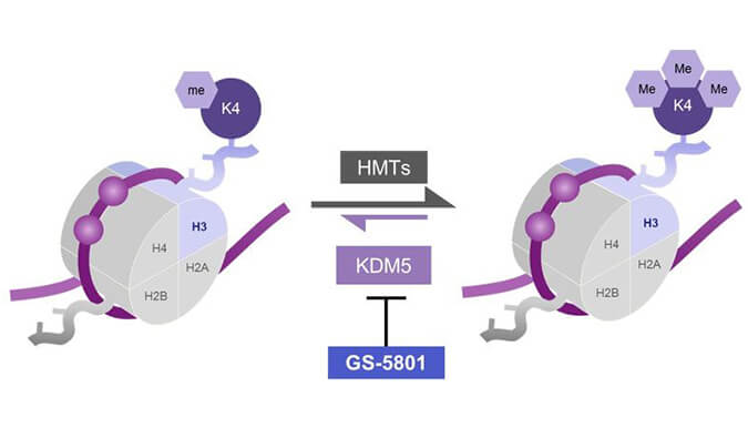 GS-5801是一种有效的KDM5抑制剂，具有抗HBV活性，GS-5801通过合乐HL8合成