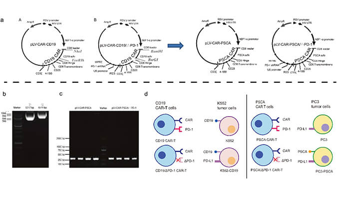 CAR-T疗法主要针对白血病与恶性淋巴瘤，此研究中构建沉默PD-1的shRNA载体质粒，测序后质粒的鉴定通过合乐HL8进行