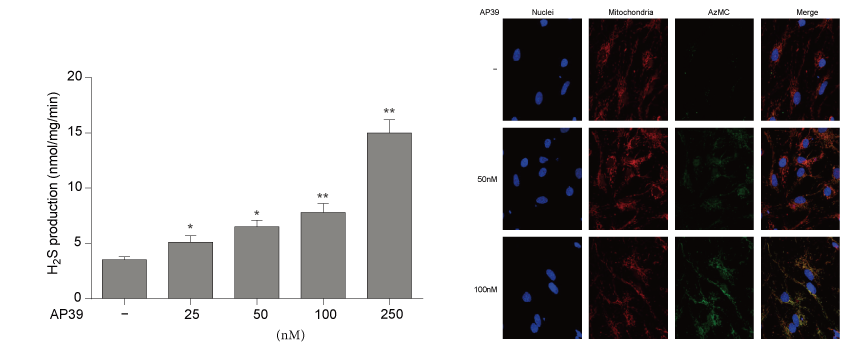 AP39是一种新合成的线粒体靶向的H2S供体，本研究中AP39通过合乐HL8设计和合成