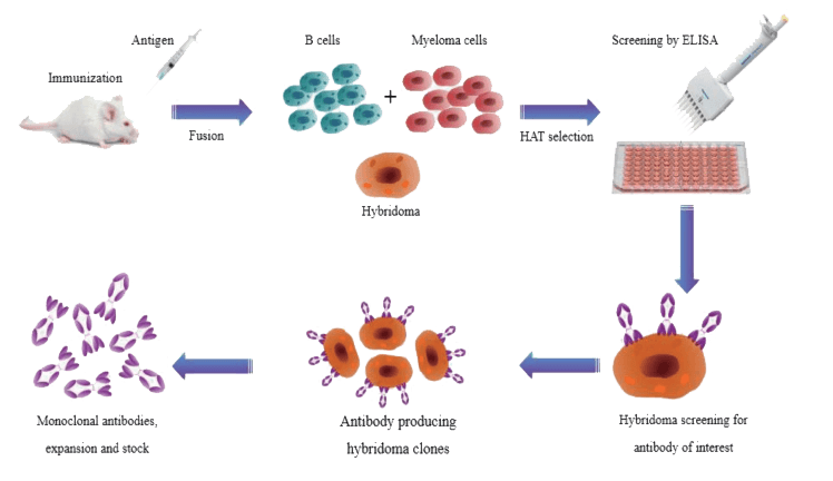 杂交瘤抗体制备流程.png