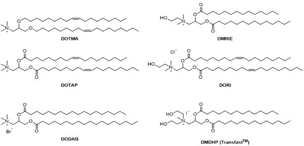 Phospholipid.jpg